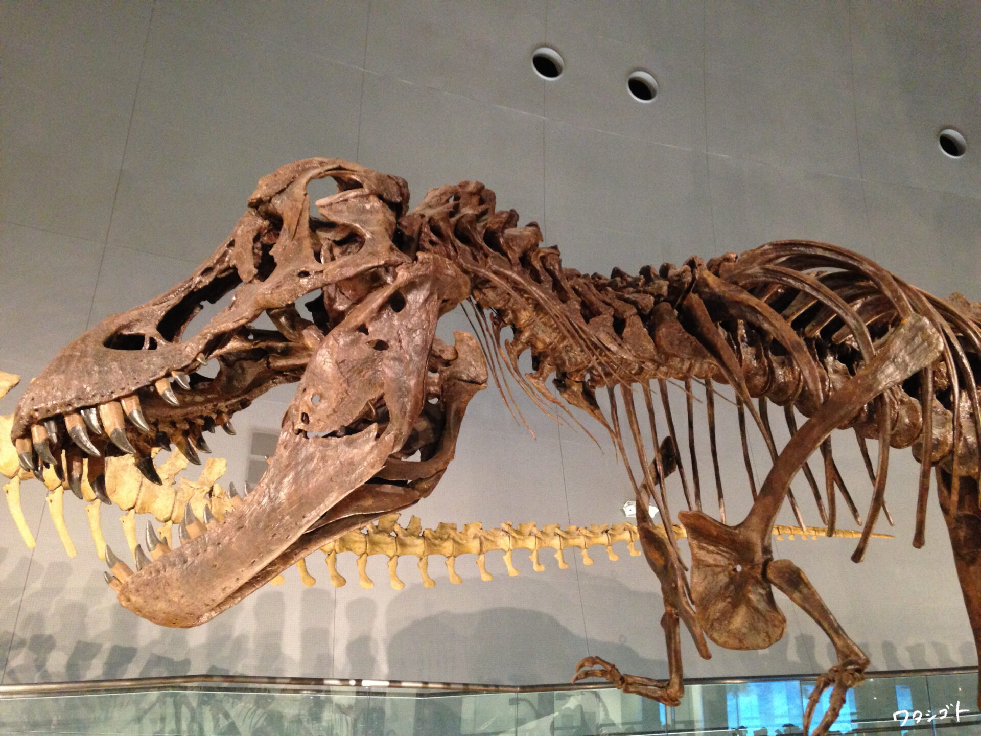 福井県立恐竜博物館　骨格標本